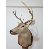 Cabeza De Venado Disecada ( Taxidermia )