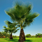 50 Sementes Palmeira De Leque Washingtonia Filifera P/ Mudas