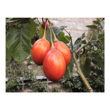 10 Semillas De Cyphomandra Betacea - Arbol Del Tomate Cod992