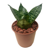 Planta De Sansevieria Nana Enana San Jorge Suegra M12 Deco