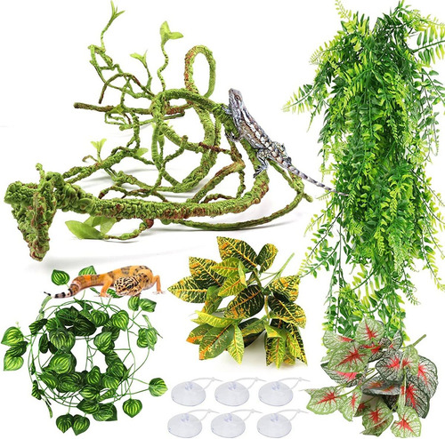 Plantas De Reptiles Plantas Colgantes De Terrario Enredadera