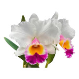 Orquídea Cattleya Jaguariúna - Planta Adulta Linda