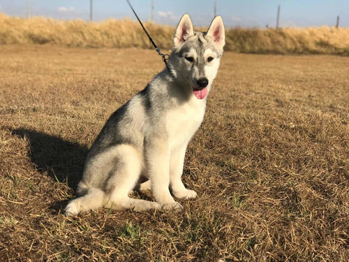 Husky Siberiano