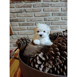 Maltés Bichon Minitoy Cachorros 