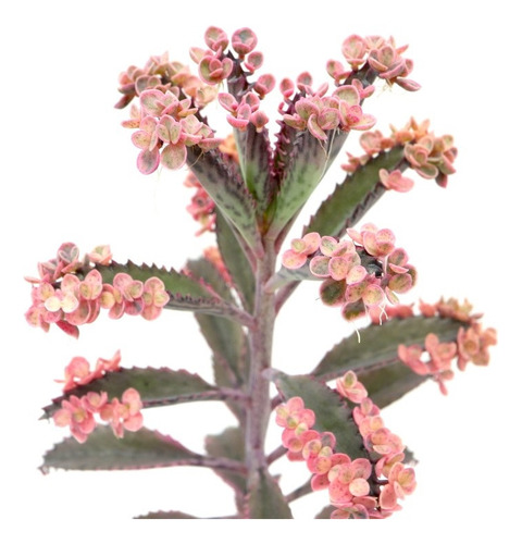 Planta Suculenta Kalanchoe Pink Butterfly - Cor De Rosa