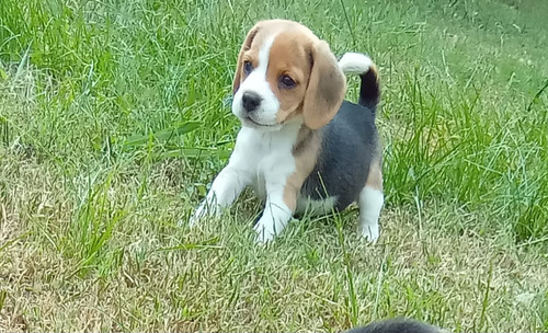 Cachorros Beagle. Criadero Martu Puppys.