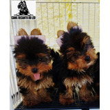 Filhotes Yorkshire Terrier Lindos