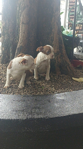 Perros Boston Terrier Rojo Cachorros Medellin Bogota Cali 