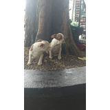 Perros Boston Terrier Rojo Cachorros Medellin Bogota Cali 