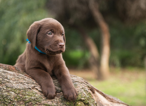 Cachorro Labrador Retriever !!!!