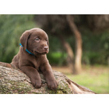 Cachorro Labrador Retriever !!!!