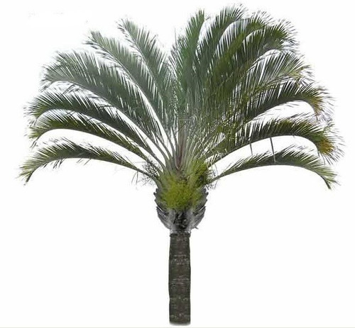 Palmera Triangular ! ( Dypsis/neodypsis Decaryi) Exclusivas!