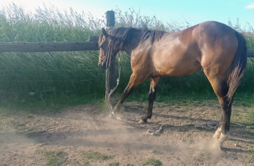 Potranca Appaloosa Con Registro 