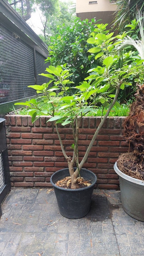 Planta Grande Con Maceta Y Tierra