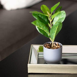 Planta Artificial 25cm Interior Premium Con Maceta Gris