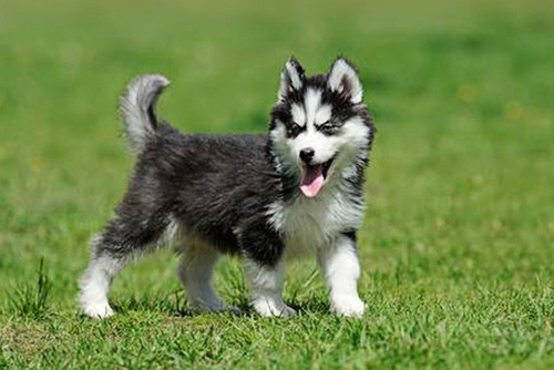 Husky Siberiano Belos Filhotes