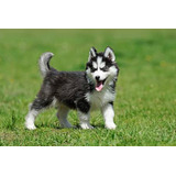 Husky Siberiano Belos Filhotes