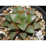 Haworthia Retusa Var Mutica Planta Mta 3 Inch Suculenta