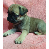 Cachorros Pug Carlino Hembritas Preciosas Entrega 11 Junio 