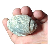  Amonites Fósiles Naturales Coleccion  Esp000588 