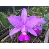 Orquidea Cattleya Walkeriana Tipo Nomura Corte Planta Adulta
