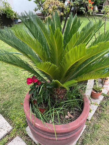 Palmera Cica 120cm Alto.