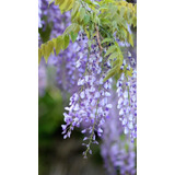 Wisteria O Glicina