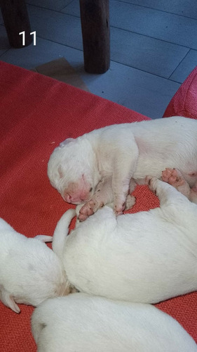 Cachorros Dogo Argentino