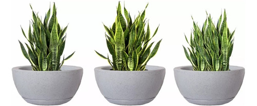 Trio Bacia Vietnamita Lisa Para Plantas Casa E Jardins N1 