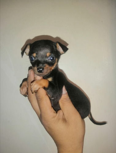 Cachorros Pinscher 