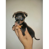 Cachorros Pinscher 