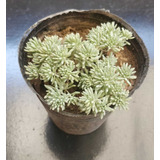 Sedum Album Black Pearl