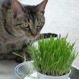 Sementes Grama Dos Gatos Catgrass 100% Pura E Verdadeira