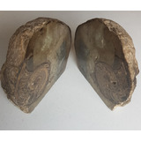 Fosil Amonita Piedras Completas