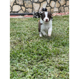 Hermosos Border Collie Chocolate Inscritos Kennel Club