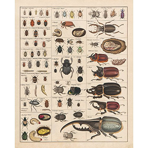 Cartel Vintage De Colección De Insectos, Gráfico De I...