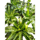 Helecho Asplenium - Crissie - Nido D Ave - Gigantes - M30