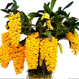 Orquidea Pendente Densiflorum Dendrobium Muda Adulta Promoçã