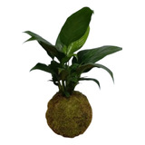 Kokedamas Para Interior - Planta Spathiphyllum