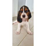 Cachorro Basset Hound Bog, Cali Pura Raza Animal Pets 