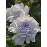 Rosal Japonés Gabriel Rose Exotico Raro 35 Cm Aprox