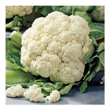 + De 3500 Semillas De Coliflor Snow Ball - Brassica Oleracea