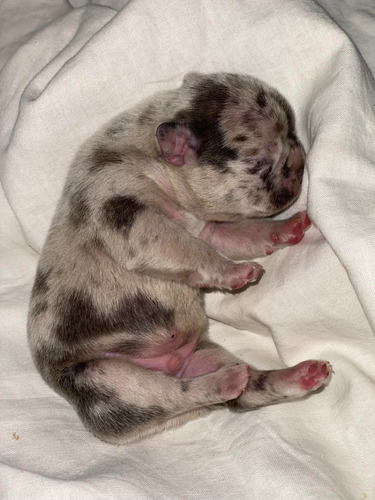 Bulldog Frances Blue Merle Macho Little Boys