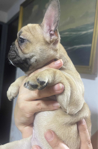 Hermosa Hembra Bulldog Francés Red Fawn