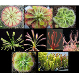 Semillas Plantas Carnivoras - 850 Uni Droseras Y Sarracenias