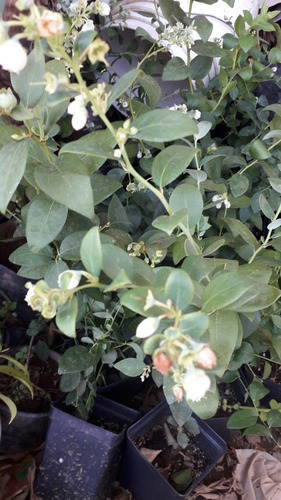 Plantas De Arándano Con Envío Paquetede5