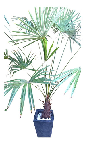 Palmera Trachycarpus Con Macetero Y Cuarzo Decorativo