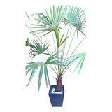 Palmera Trachycarpus Con Macetero Y Cuarzo Decorativo