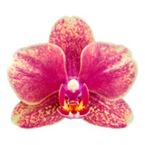 Orquídea Phalaenopsis Mini Natural Sin Flor