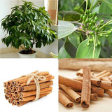 Canela ( Arbol ) Cinnamomum Verum 1 M La Original 